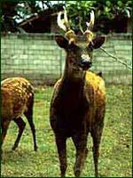 An adult buck Visayan spotted deer (above) stands only about 75 centimeters at the shoulder.  